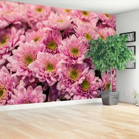 Fototapeta Vliesová Ružové chryzantémy 416x254 cm