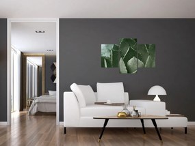 Obraz - Zelená agáve (90x60 cm)