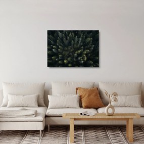 Sklenený obraz - Les (70x50 cm)