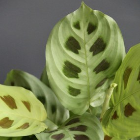 Maranta Leuconeura Kerchoveana
