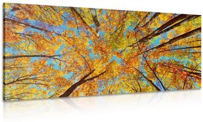 Obraz jesenné koruny stromov Varianta: 100x50