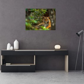 Sklenený obraz odpočívajúceho tigra (70x50 cm)