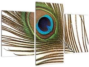 Obraz pávieho peria (90x60 cm)