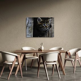 Sklenený obraz mačiatka (70x50 cm)