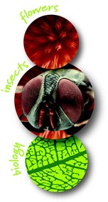 Navir – prenosný mikroskop s osvetlením – mix farieb