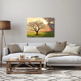 Obraz stromu na lúke (70x50 cm)