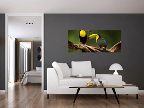 Obraz sediacich tukanov, Costa Rica (120x50 cm)