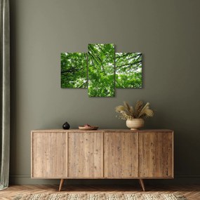 Obraz - Pohľad do korún stromov (90x60 cm)
