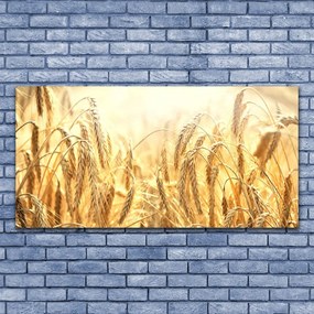 Obraz plexi Obilie pole klasy príroda 120x60 cm