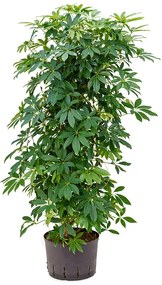 Schefflera arboricola compacta branched column 25/19 výška 130 cm