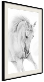 Artgeist Plagát - White Horse [Poster] Veľkosť: 20x30, Verzia: Čierny rám s passe-partout