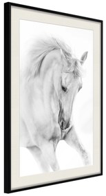 Artgeist Plagát - White Horse [Poster] Veľkosť: 30x45, Verzia: Čierny rám