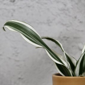 Dracaena deremensis compacta White Jewel baby