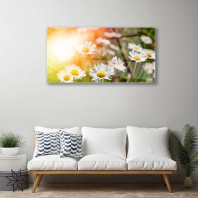 Obraz plexi Sedmokrásky kvety lúče 100x50 cm