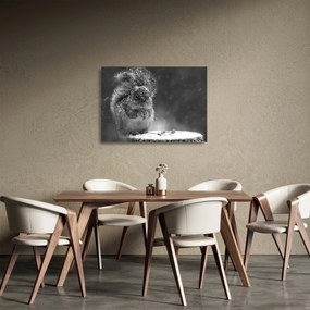 Sklenený obraz - Veverička v zime (70x50 cm)