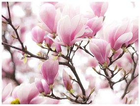Fototapeta - Magnolia bloosom Veľkosť: 392x309, Verzia: Samolepiaca