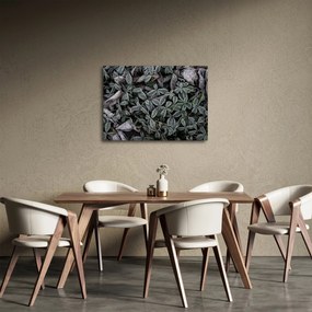 Obraz - Zamrznuté rastliny (70x50 cm)
