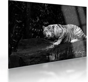 Sklenený obraz - Tiger albín, čiernobiely (70x50 cm)