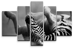 Sablio Obraz - 5-dílný Válajúca sa zebra - 125x90 cm