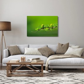 Obraz zelenej šišky (90x60 cm)