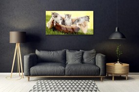 Obraz plexi Mačky zvieratá 100x50 cm