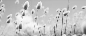 Obraz - Boho bunny tail grass (120x50 cm)