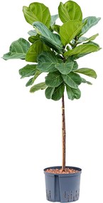 Ficus lyrata stem 25/19 v.130 cm