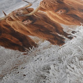Obraz - Škótske kravy (120x50 cm)