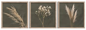 Obrazy v súprave 3 ks 30x30 cm Pampas – Styler