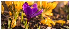 Obraz fialovej kvetiny (120x50 cm)