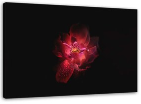 Obraz na plátně Růžový květ Černé pozadí - 120x80 cm