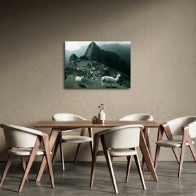 Obraz - Lamy na Machu Picchu v Peru (70x50 cm)