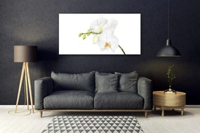 Obraz plexi Orchidea kvety príroda 120x60 cm