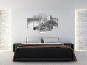 Obraz - Vlk, čiernobiela (150x105 cm)