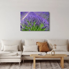 Obraz - levanduľa (90x60 cm)