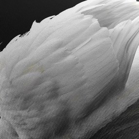 Obraz čiernobielej labute (120x50 cm)