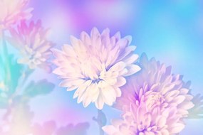 Obraz kvet chryzantémy Varianta: 120x80
