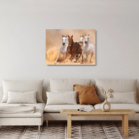 Sklenený obraz - Stádo koní (70x50 cm)