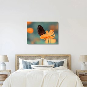 Sklenený obraz - motýľ na oranžovom kvete (70x50 cm)