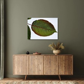 Sklenený obraz - List ruže (70x50 cm)