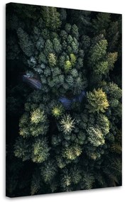 Gario Obraz na plátne Vysoké stromy - Nikita Abakumov Rozmery: 40 x 60 cm