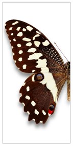 Moderný deliaci Paravan motýľ