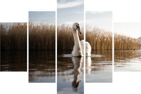 Obraz labute (150x105 cm)