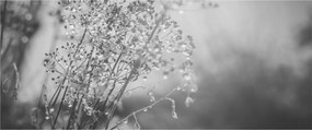 Obraz - Lúka po daždi (120x50 cm)