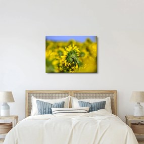 Obraz slnečnice (70x50 cm)
