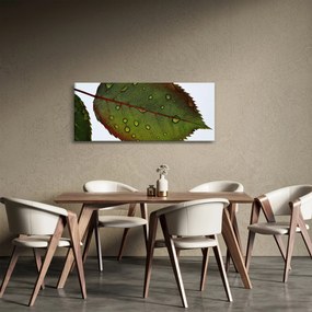 Obraz - List ruže (120x50 cm)