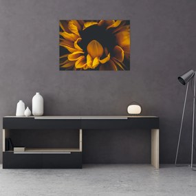 Sklenený obraz - Slnečnica v čiernom pozadí (70x50 cm)