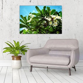 Obraz - Plumeria (90x60 cm)