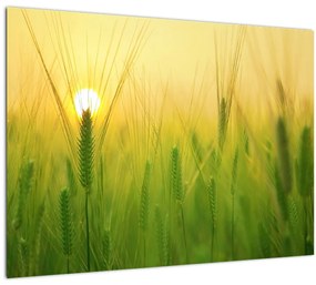 Sklenený obraz - Pole s obilím (70x50 cm)