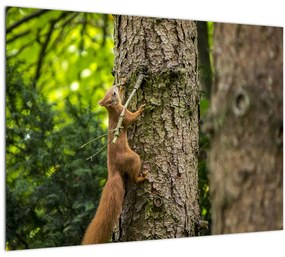 Sklenený obraz - Veverička (70x50 cm)